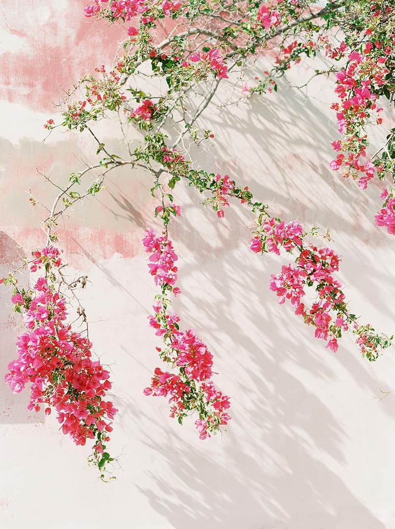 my-honeymoon-flowers-5